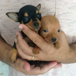 Compra e vendas de pets 🐶🐶
