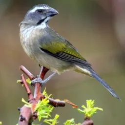 Passarinhada JP