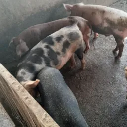 RIFA DE UM PORCO LEITÃO 🐷🐖 DE NATAL 🎇🎄