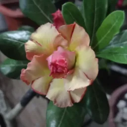 Plantas da Didi - AgroRações