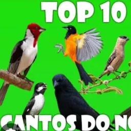 Criar e Preservar