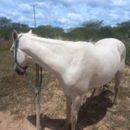 Rifa de uma egua🐴✅