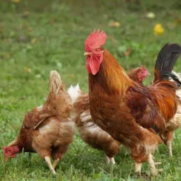 Galinhas Sorocaba animais de sítio de região DDD 15