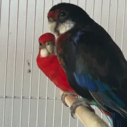 AÇÃO ROSELA CASAL BLACK 🐦‍⬛🐦‍⬛