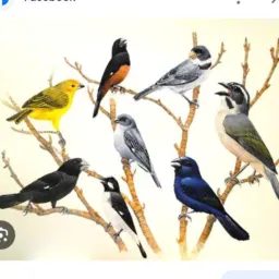 🦜Terra dos pássaros barreirinhas🦜