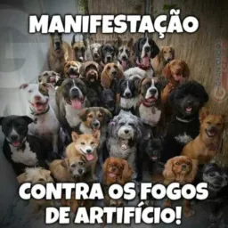 Tudo sobre cachorros!!