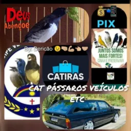~ CATIRA$ DE PÁSSARO$ VEÍCULO$ & ECT📣🇧🇷