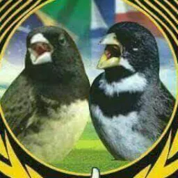 PASSARINHERO RIO JANEIRO🕊️