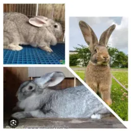 Criações de coelhos gigantes ou coelhos memes