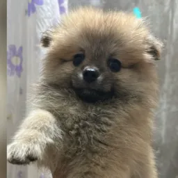 Rifa Lulu da pomerania !
