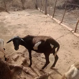 Rifa de um carneiro 🐏