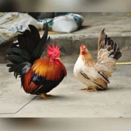 Criatório Mini Garnisé Tefé, Compras e Vendas de animais