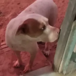 Venda e doação de cães