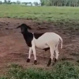 ☘️ GINALDO PREMIAÇÕES DE AVES ☘️