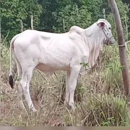 Rifa de uma garrota