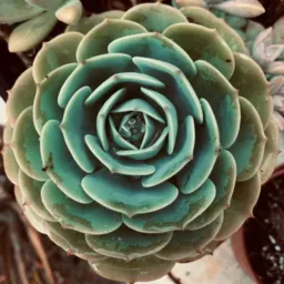 ED Plantas🌵🪴
