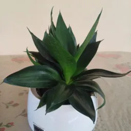 Só Plantas 🪴 Boa Vista - RR