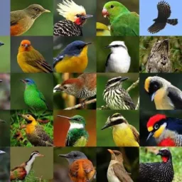 AVES EM GERAL