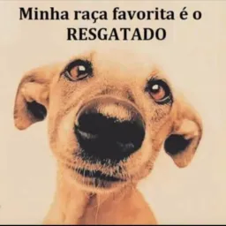 Voluntários: Bem Estar Animal de Barra do Choça