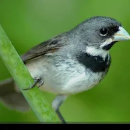 Troca e Venda de Pássaros 🐦