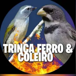 Rolo e venda de aves penha, olaria, Bonsucesso 🦅