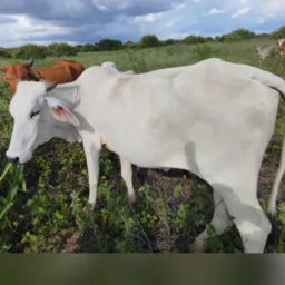 RIFA DE UMA VACA E 400 REAIS 💵 🍀🍀