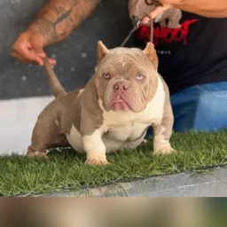 Exótico Bully DF e Região