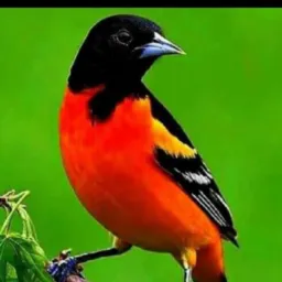 COMÉRCIOS DE AVES 🇧🇷