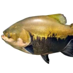 Peixaria Bela Vista