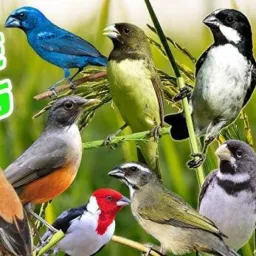 Criadores de Belo Jardim e região