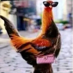 Galo de Pijama 2