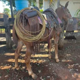 Catira e vendas Goiás 🤝🏾🐴🐂