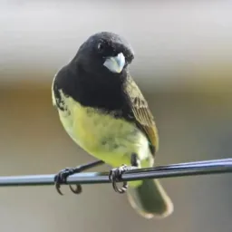 PÁSSAROS DE ITAJAÍ É REGIÃO
