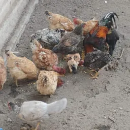Vendas Trocas Catira Tudo Divinópolis 🐕🐖🐑🐄🐀🐹🐰🐇🐓🐥🦜🦚