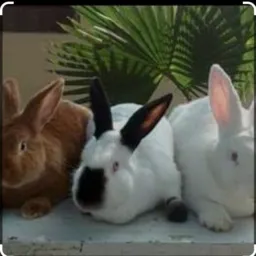 Vendas de animais em geral 🐴🐰🐷