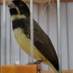 Passarinheiros Biguaçu