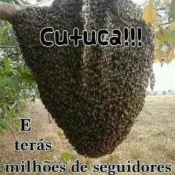 Os Qualificados