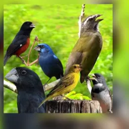 Pássaros pinheira e região