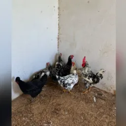 🍀RIFA SÓ O LUXO 🍀