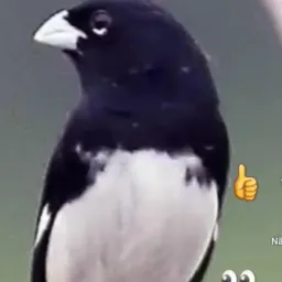 Passarinheiros de Caruaru