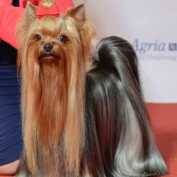 Yorkshire terrier Recife e região