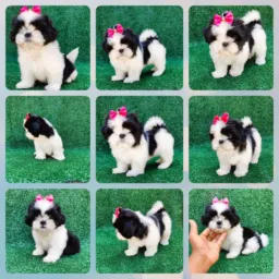 (Sp) shih Tzu filhotes pronto entrega ( venda)🐶