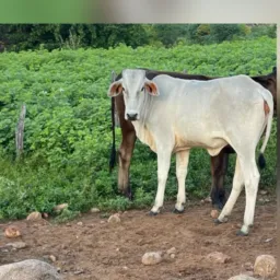 Rifa de uma novilha de vaca nelore 🐮