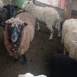 Rifas Ovelhas e carneiro