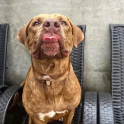 Vendas e Doações de Animais de estimação 🐱🐶
