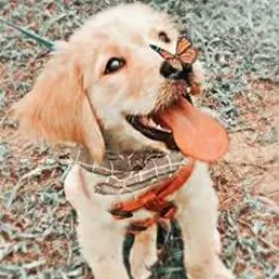 Doação de Animais Piracicaba