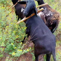 Rifa de um lindo carneiro 🐑