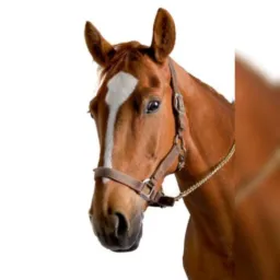Breganha e agronocios🤠🐎🐂