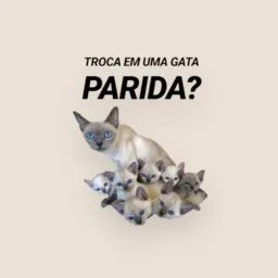 V&T 💸jardim_Farol_Guajara💸