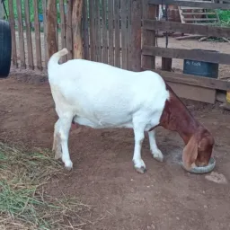 Grupo de vendas da Serra da Cachoeira. (Feirinha da Serra)🐷🐦🦆🐔🐴🪿